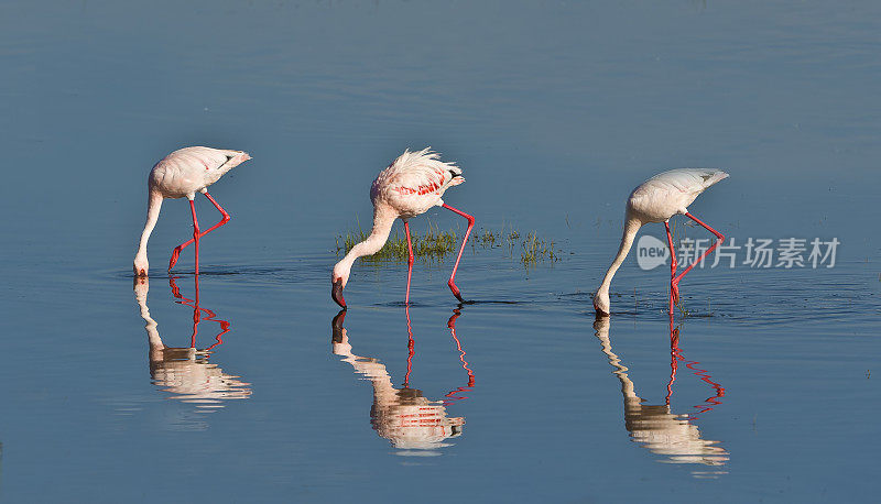 小火烈鸟(Phoenicopterus minor)是一种发生在撒哈拉以南非洲的火烈鸟。纳库鲁湖国家公园，肯尼亚。喂食。